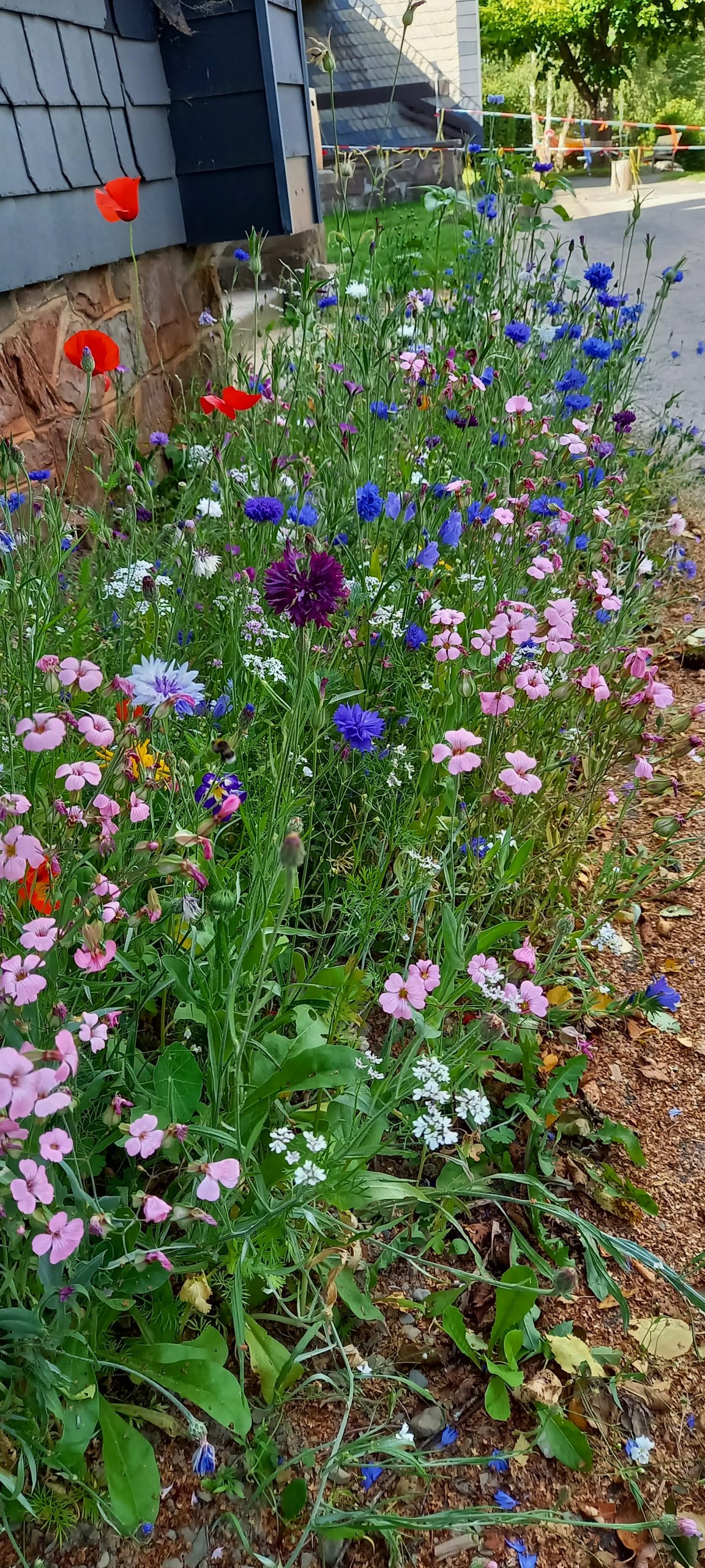 Blumenwiese Benfe